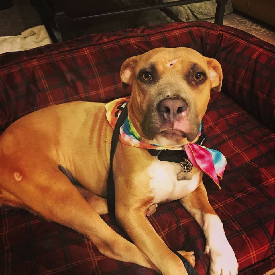 Holiday Hounds Daisy